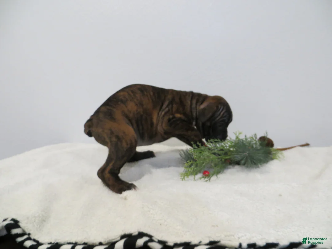 Boxer dogs for sale: 🛶CONUE - Ad 3