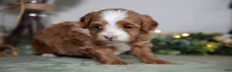 Maltipoo dogs for sale: Jonah - Ad 3