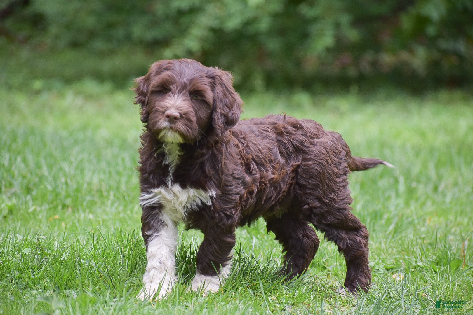 Portuguese Water Dog dogs Maggie - Ad 1