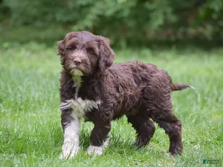 Portuguese Water Dog dogs for sale: Maggie - Ad 1