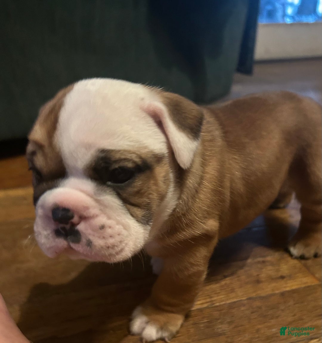 English Bulldog dogs for sale: Jaquard - Ad 2