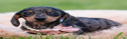 Miniature Dachshund dogs for sale: Sadie AKC - Ad 6