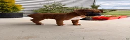Boxer dogs for sale: Coco - Ad 3