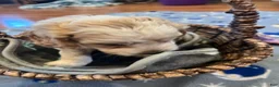 Cockapoo dogs for sale: Buff and white boy/black nose  - Ad 8