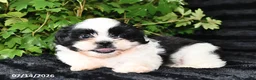 Shih Tzu dogs for sale: Dot  - Ad 4