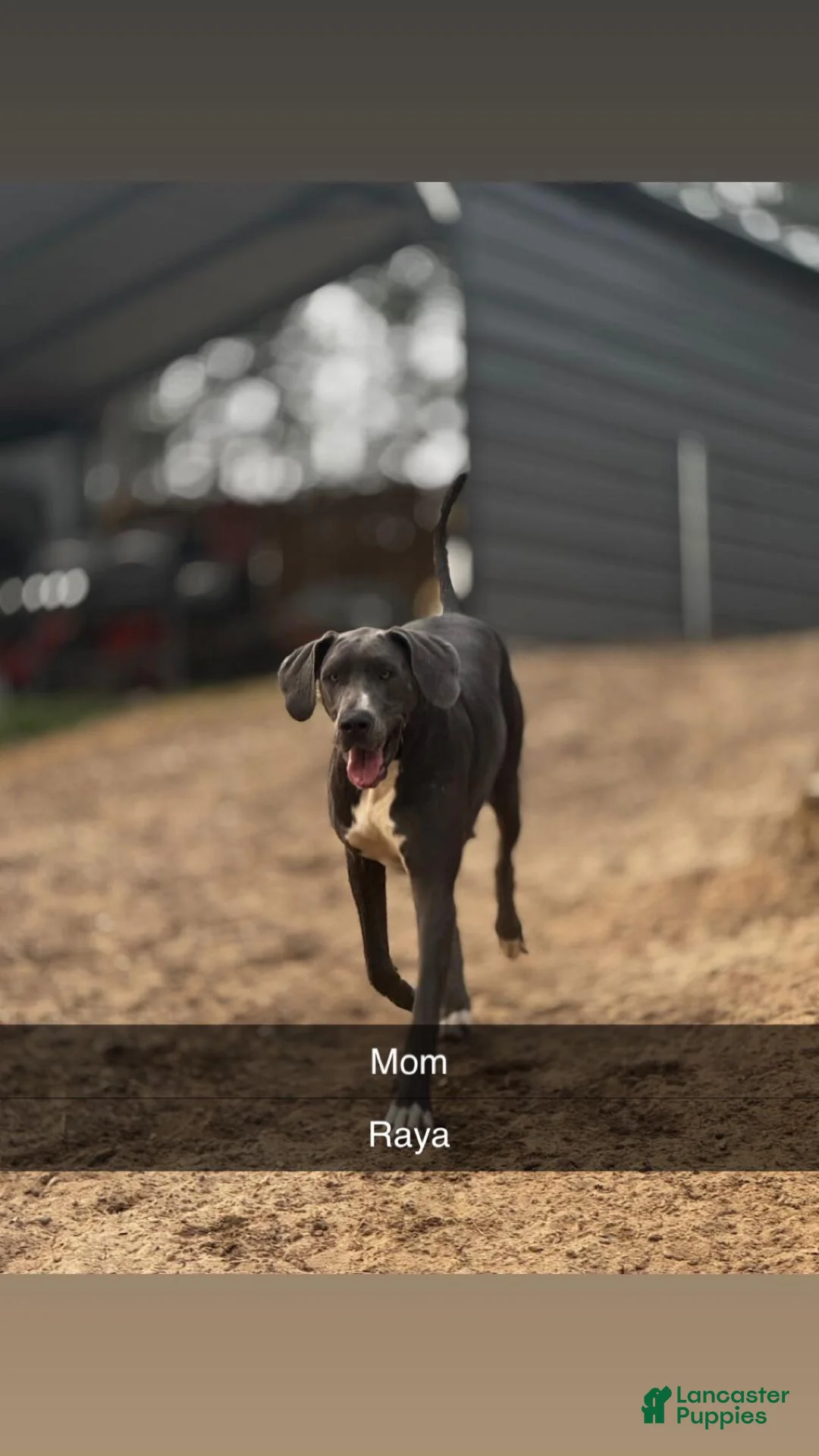 Great Dane dogs for sale: Black (dottie girl) - Ad 2