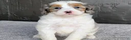 Mini Bernedoodle dogs for sale: Starry - Ad 1