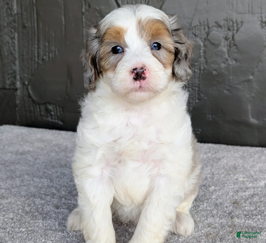 Mini Bernedoodle dogs for sale: Starry - Ad 1