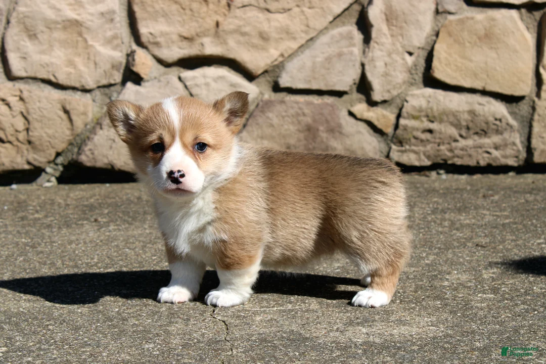 Welsh Corgi Pembroke dogs for sale: Rory - Ad 1