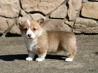 Welsh Corgi Pembroke dogs for sale: Rory - Ad 4