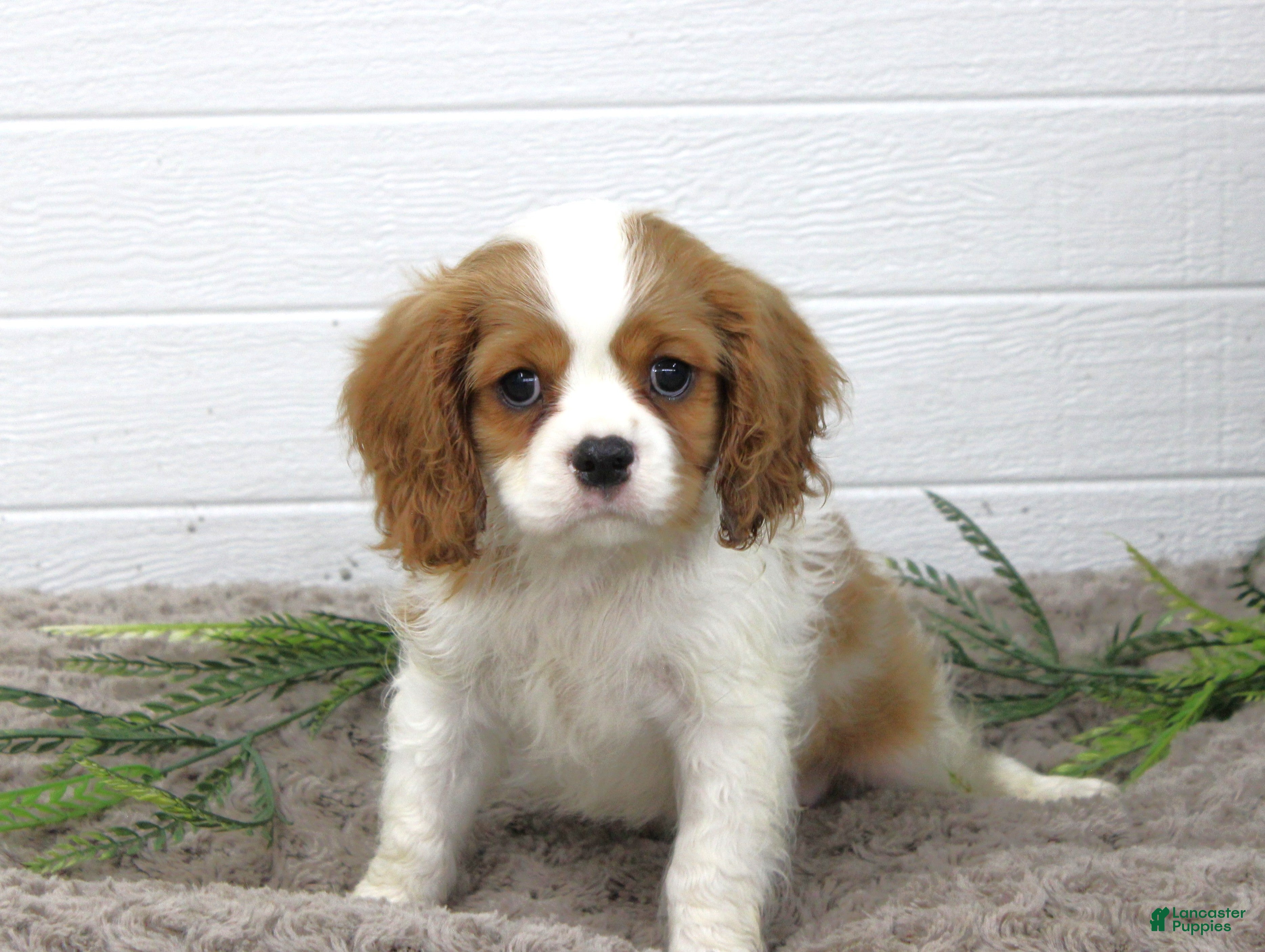 Cavalier King Charles Spaniel dogs Huxley - Ad 1