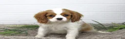 Cavalier King Charles Spaniel dogs for sale: Huxley - Ad 1