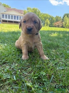 Golden Retriever dogs Deisel - Ad 9