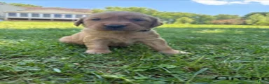 Deisel