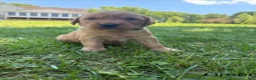 Golden Retriever dogs for sale: Deisel - Ad 1