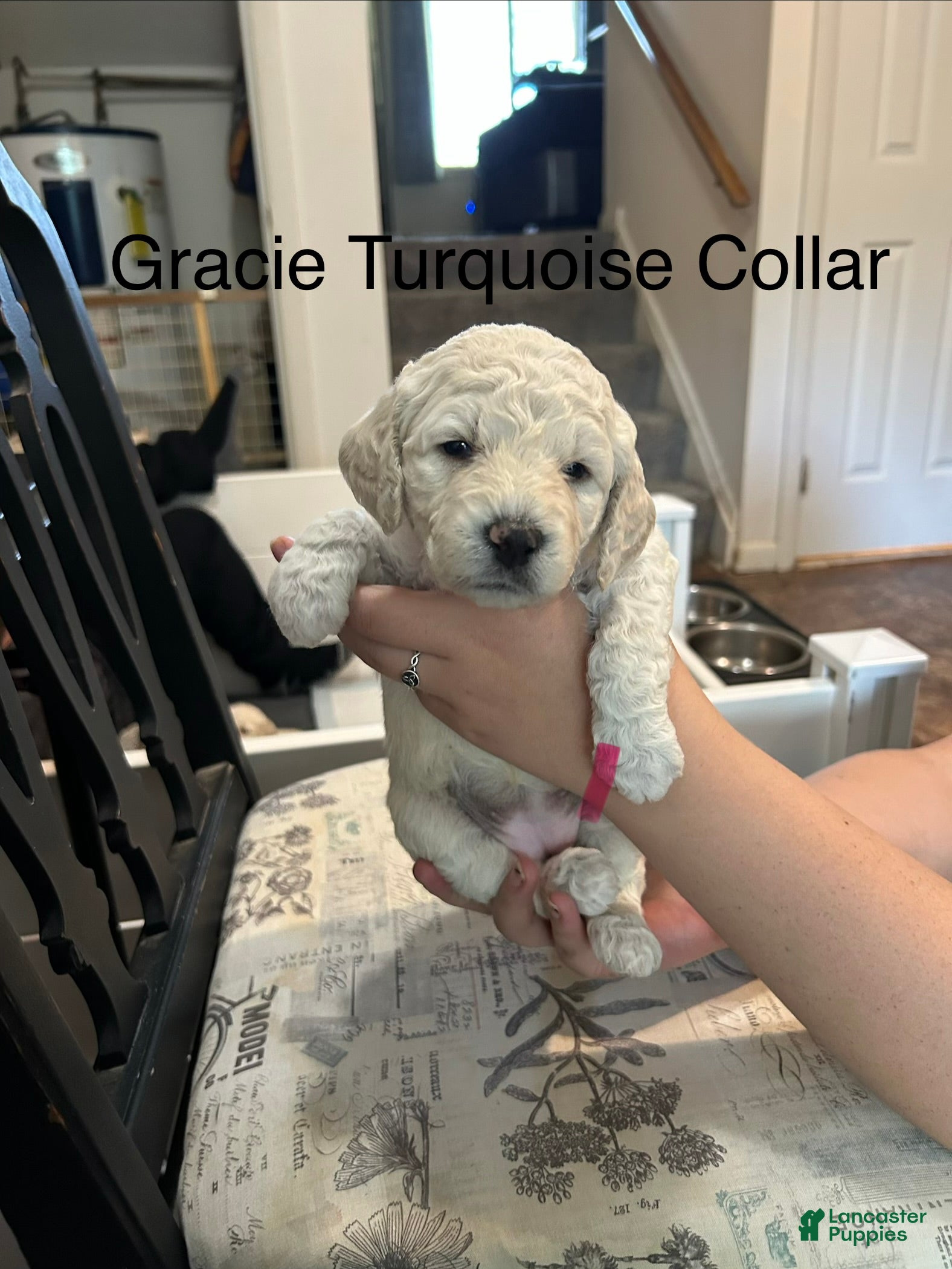 Goldendoodle dogs Gracie Turquoise Female Goldendoodle  - Ad 6