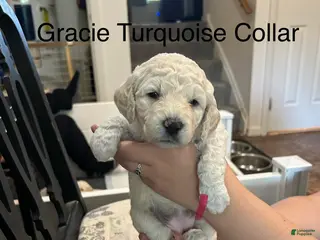 Goldendoodle dogs Gracie Turquoise Female Goldendoodle - Ad 15