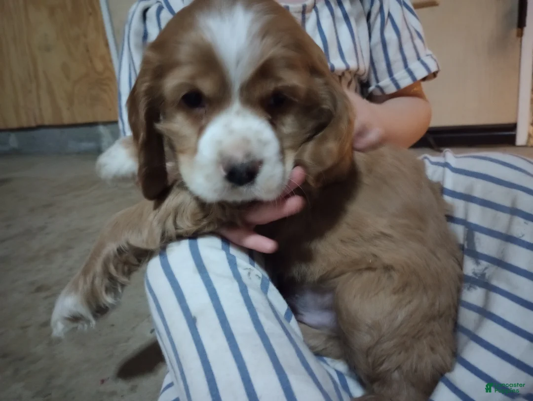 Cocker Spaniel dogs for sale: King - Ad 3