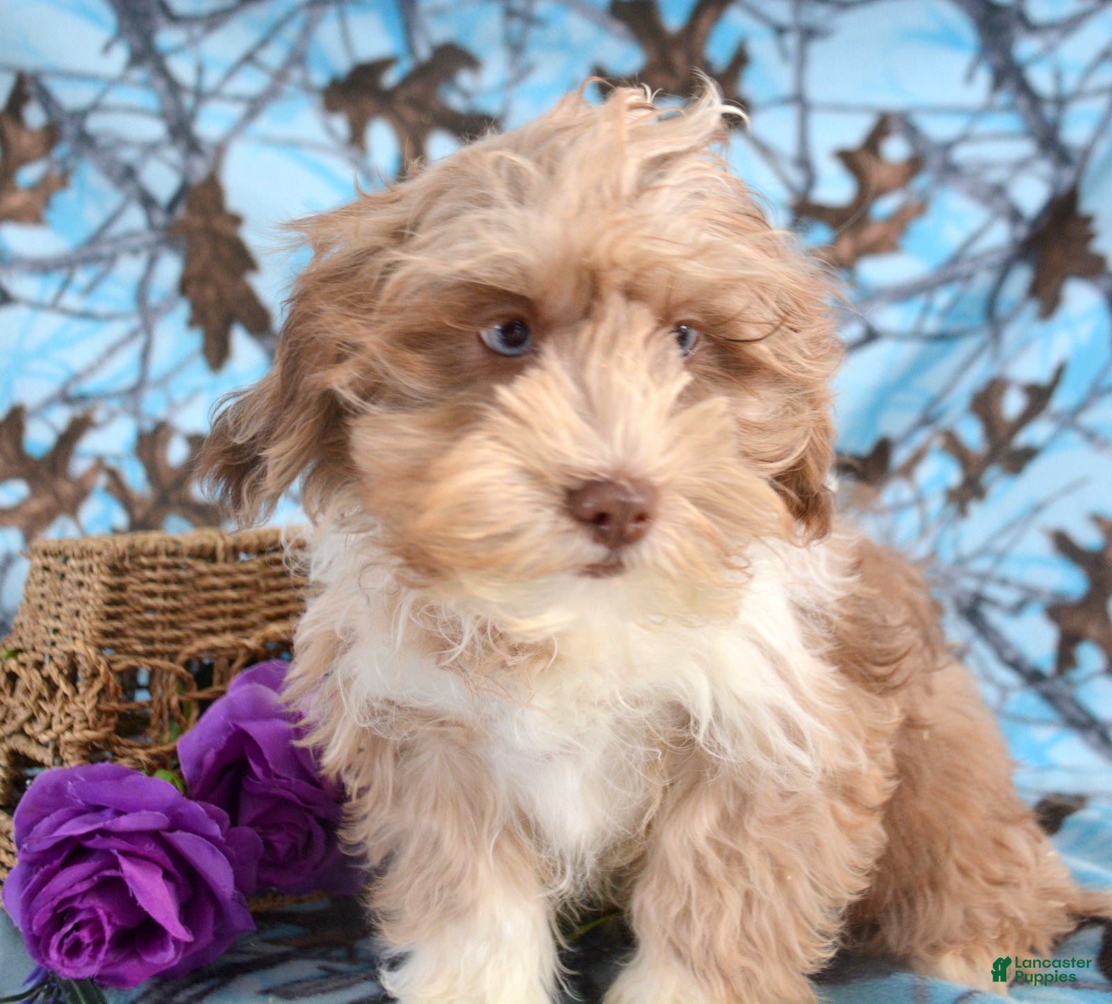 Shihpoo dogs Shihpoo Puppy 5 Sara - Ad 30