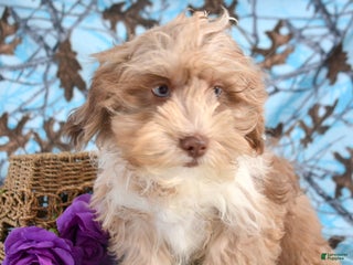Shihpoo dogs Shihpoo Puppy 5 Sara - Ad 20