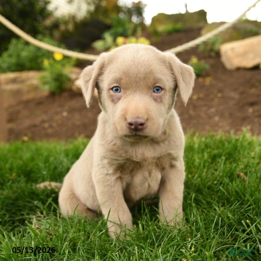 Labrador Retriever dogs Ghost  - Ad 2