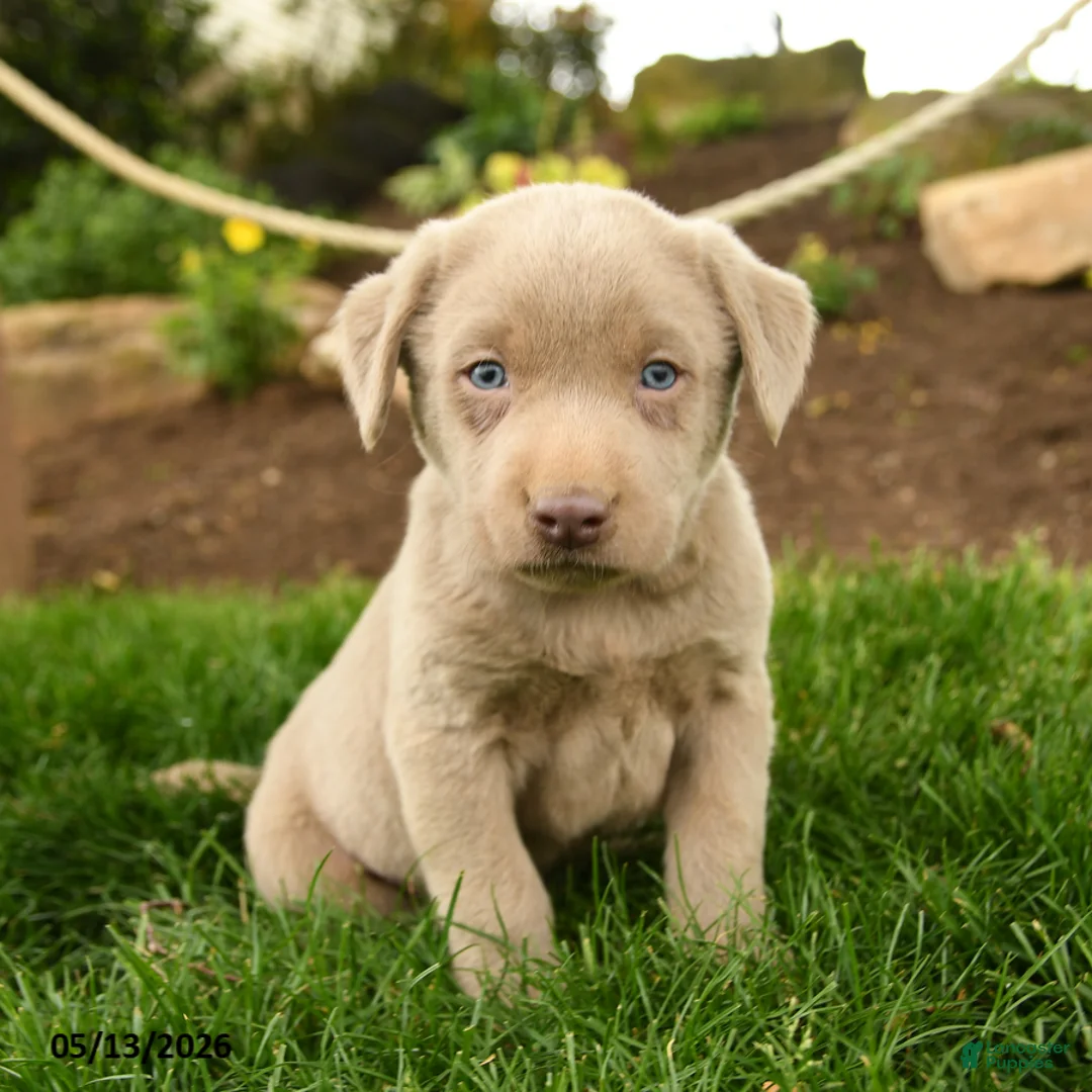 Labrador Retriever dogs for sale: Ghost  - Ad 2