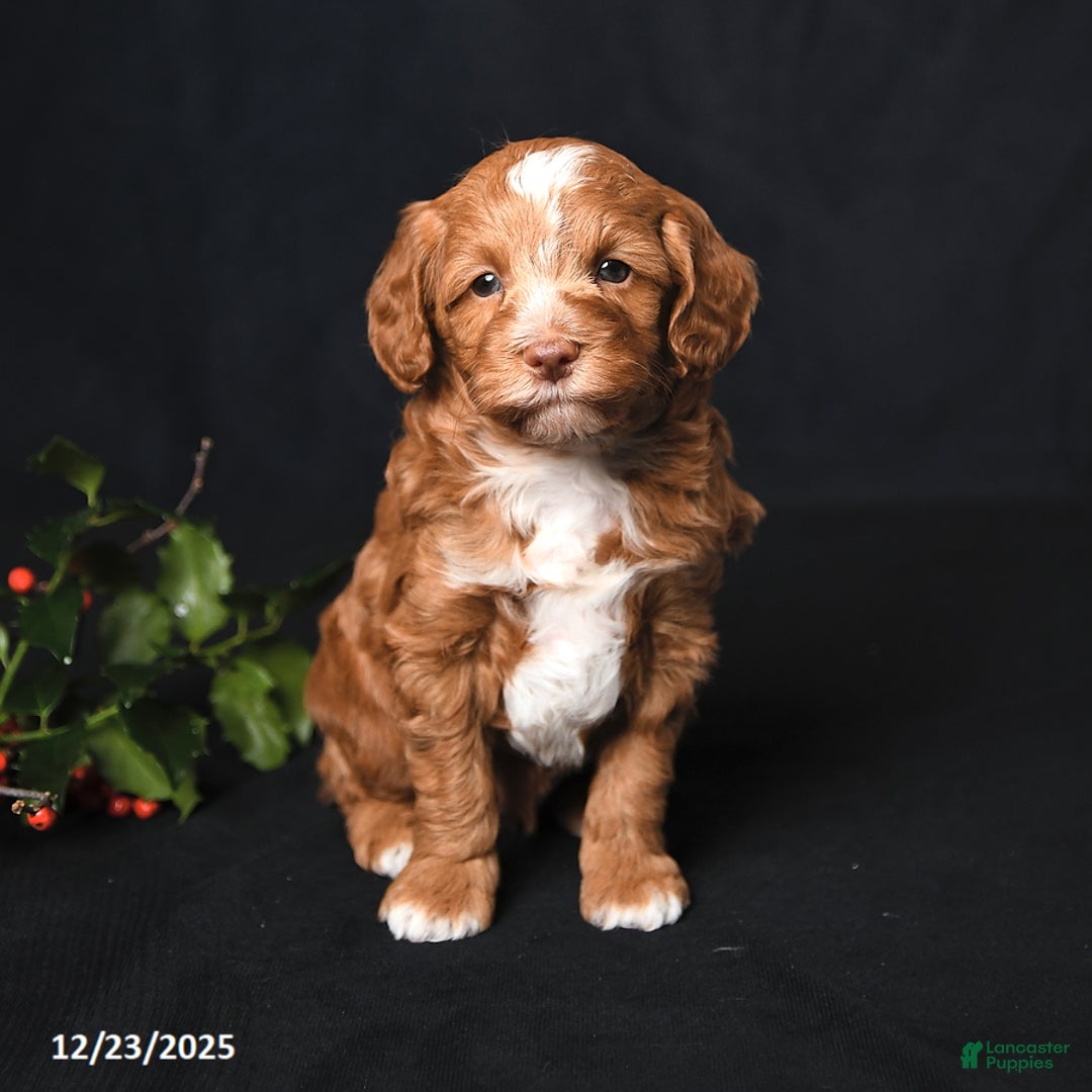 Cockapoo dogs for sale: Jingles - Ad 3