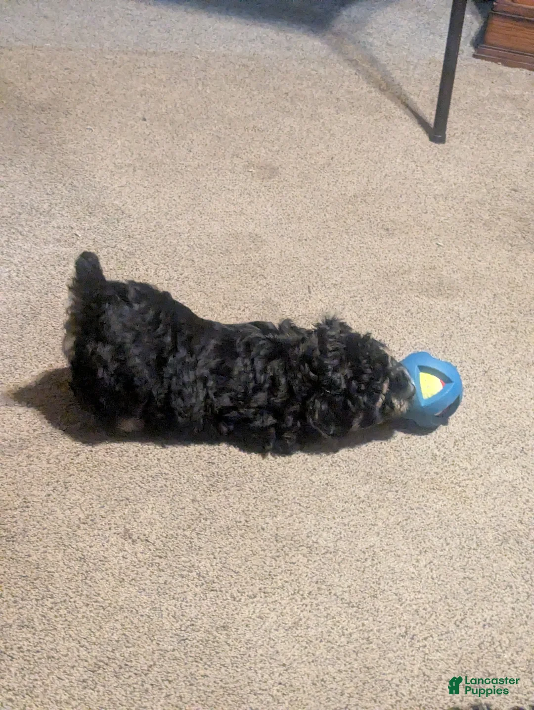 Aussiedoodle dogs for sale: Aussiedoodle Puppy 1 - Ad 1