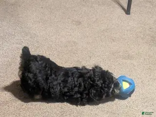 Aussiedoodle dogs Aussiedoodle Puppy 1 - Ad 21