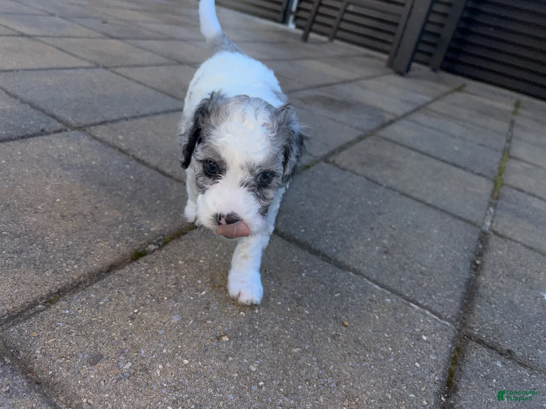 Mini Goldendoodle dogs for sale: BENTLEY  - Ad 1