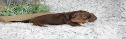 Dachshund dogs for sale: PORTER - Ad 4