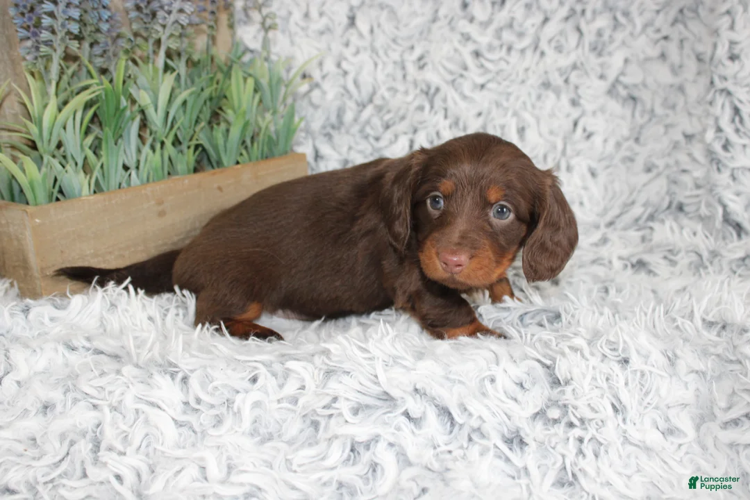 Dachshund dogs for sale: PORTER - Ad 4