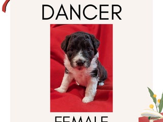 Mixed Breed dogs Dancer - Ad 15