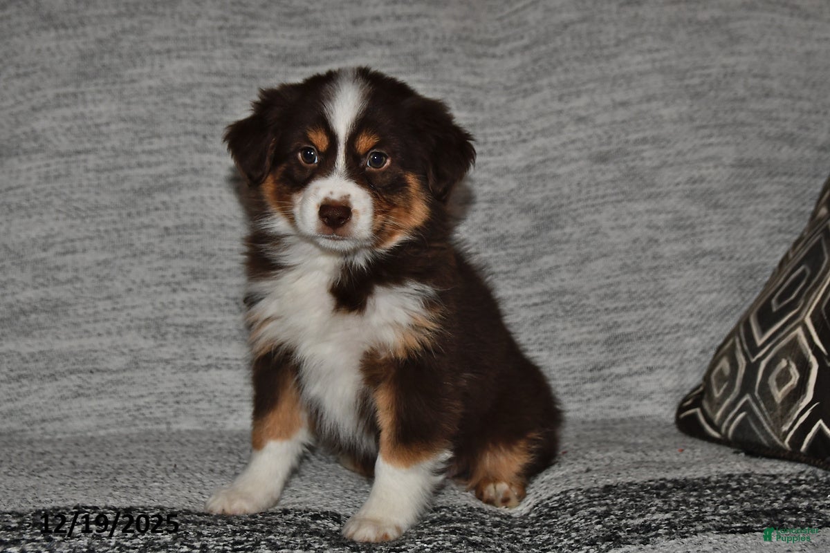 Miniature Australian Shepherd dogs Dottie - Ad 8