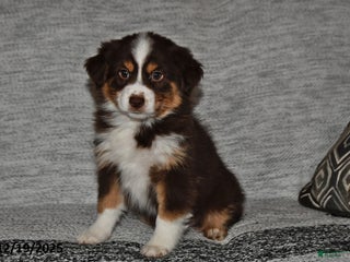 Miniature Australian Shepherd dogs Dottie - Ad 8