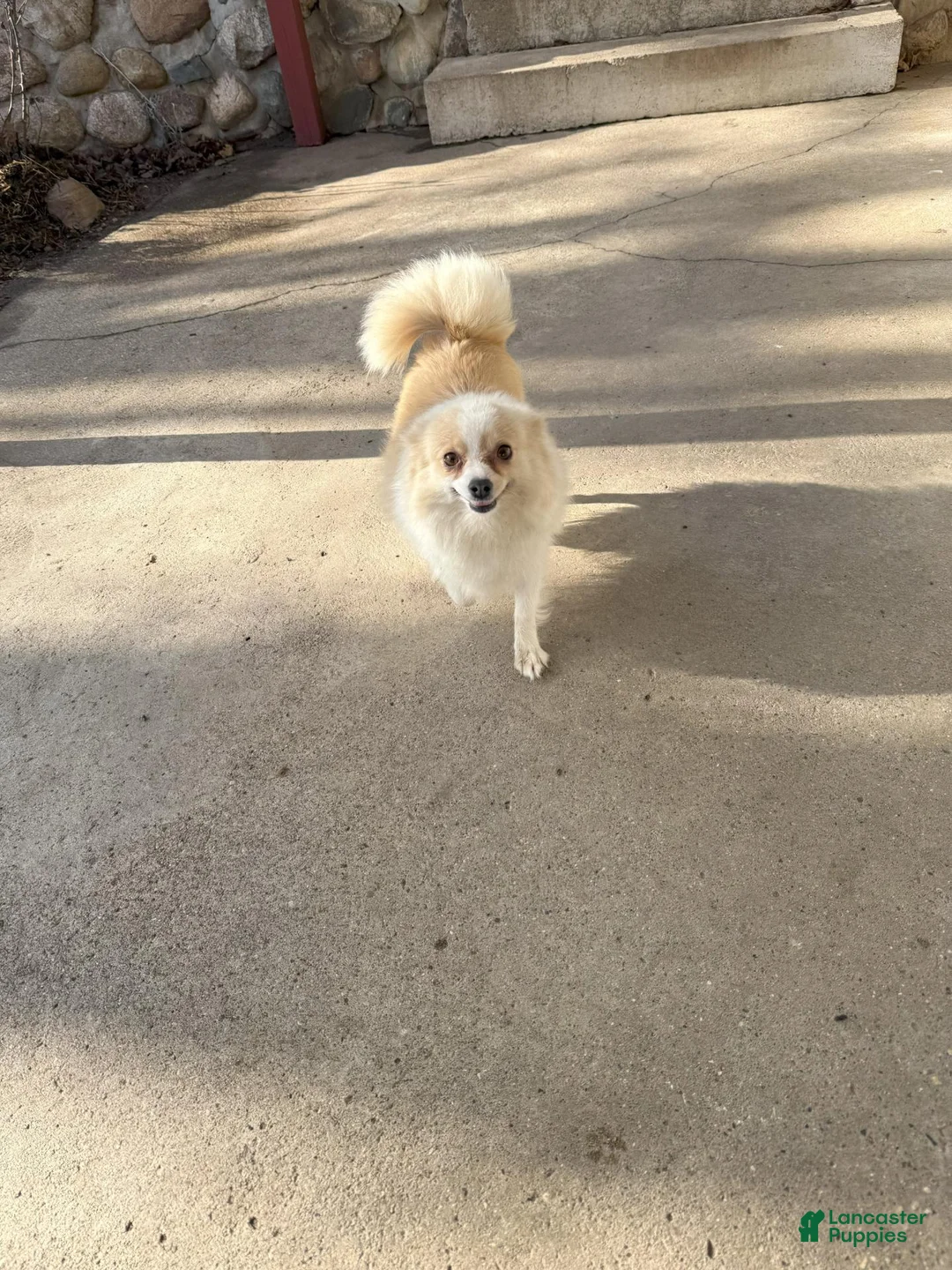 Pomeranian dogs for sale: Barney - Ad 22
