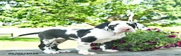 Great Dane dogs for sale: China - Ad 1