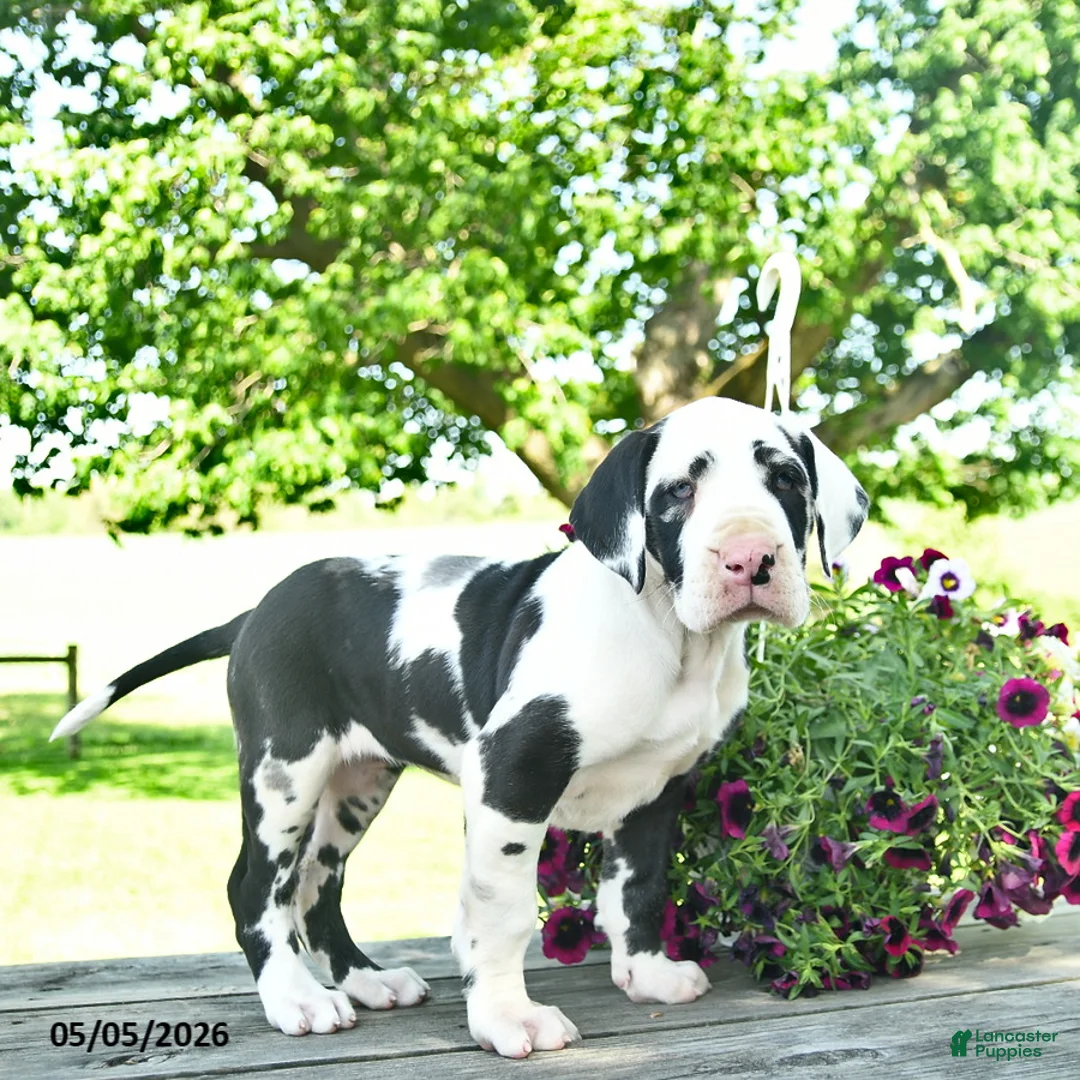 Great Dane dogs for sale: China - Ad 1