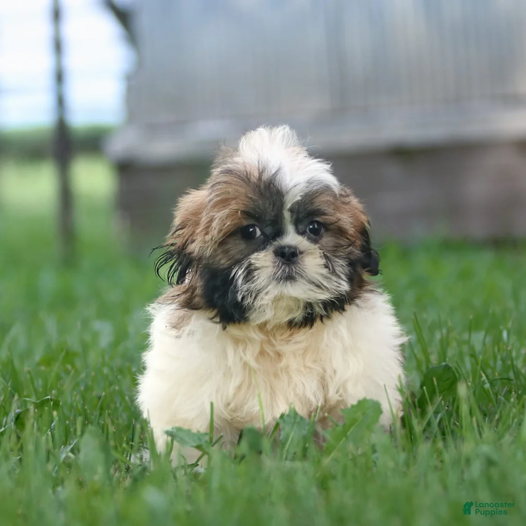 Shih Tzu dogs for sale: Charlie - Ad 13