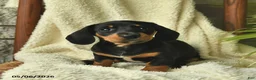 Miniature Dachshund dogs for sale: Kaya  - Ad 3