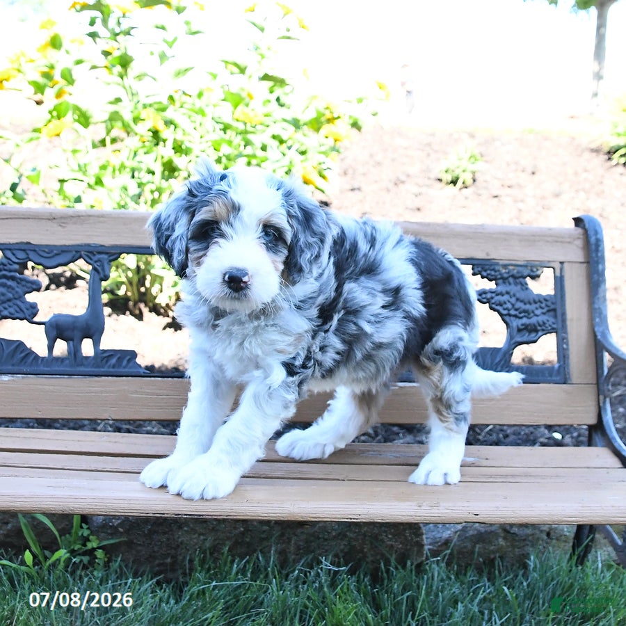 Mini Bernedoodle dogs Lilac - Ad 2