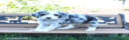 Mini Bernedoodle dogs for sale: Lilac - Ad 2