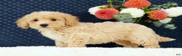 Bichpoo dogs for sale: Elsa - Ad 7
