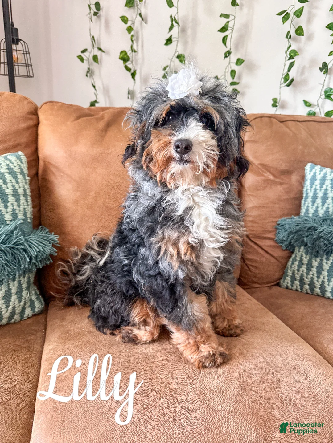 Mixed Breed dogs for sale: Laurel - Micro Mini F1b - Ad 2