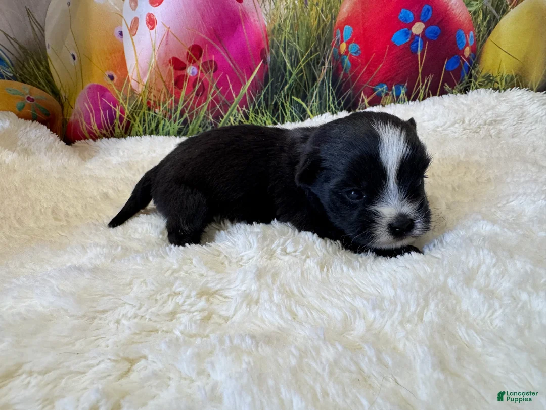 Morkie dogs for sale: Beauty - Ad 1