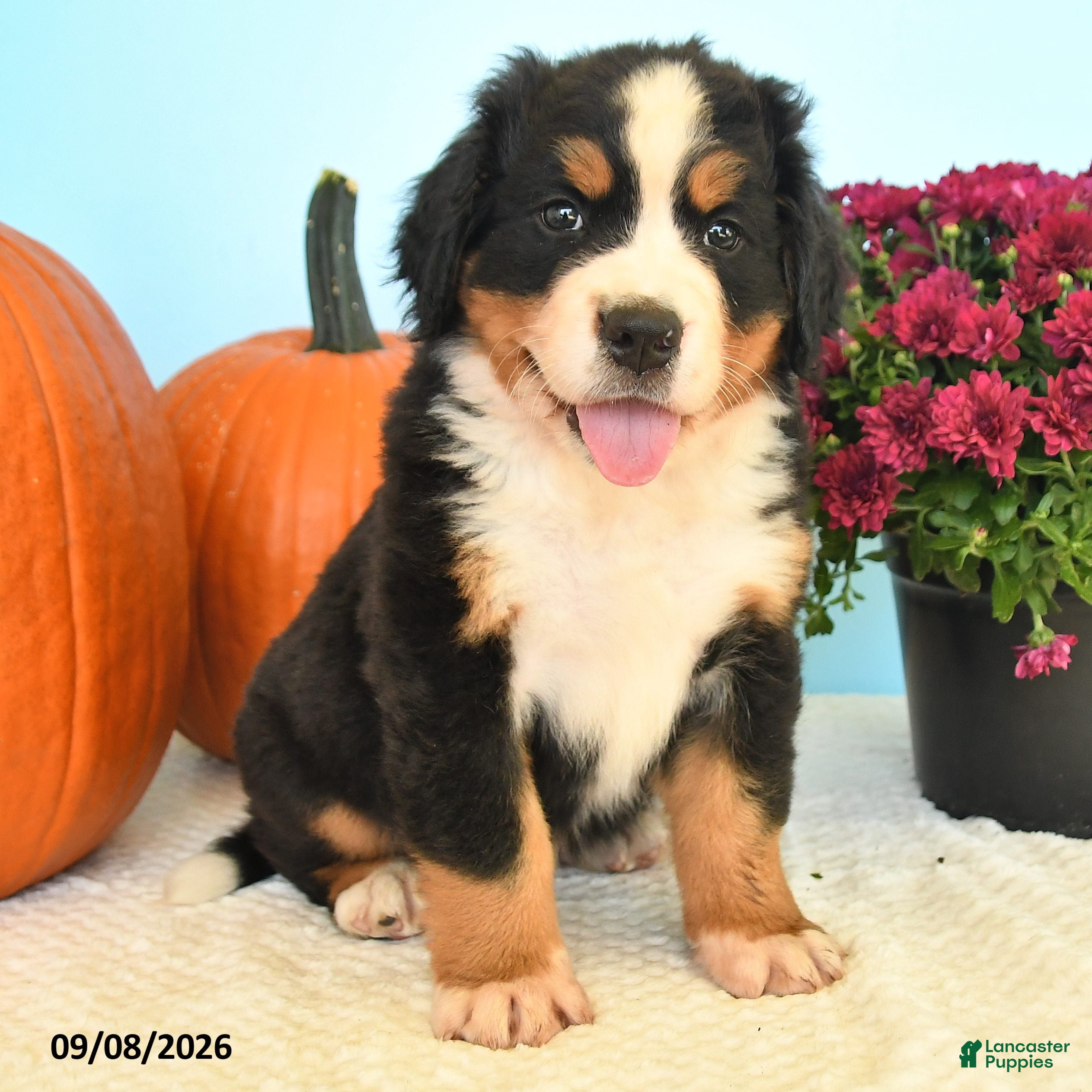 Bernese Mountain Dog dogs Chad - Ad 2