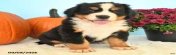 Bernese Mountain Dog dogs for sale: Chad - Ad 2