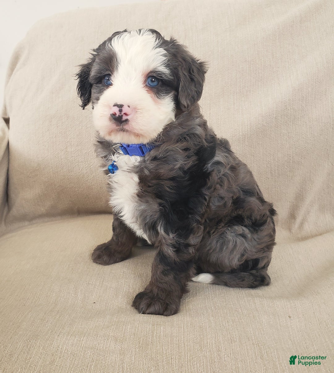 Mini Bernedoodle dogs for sale: Apollo - Ad 5