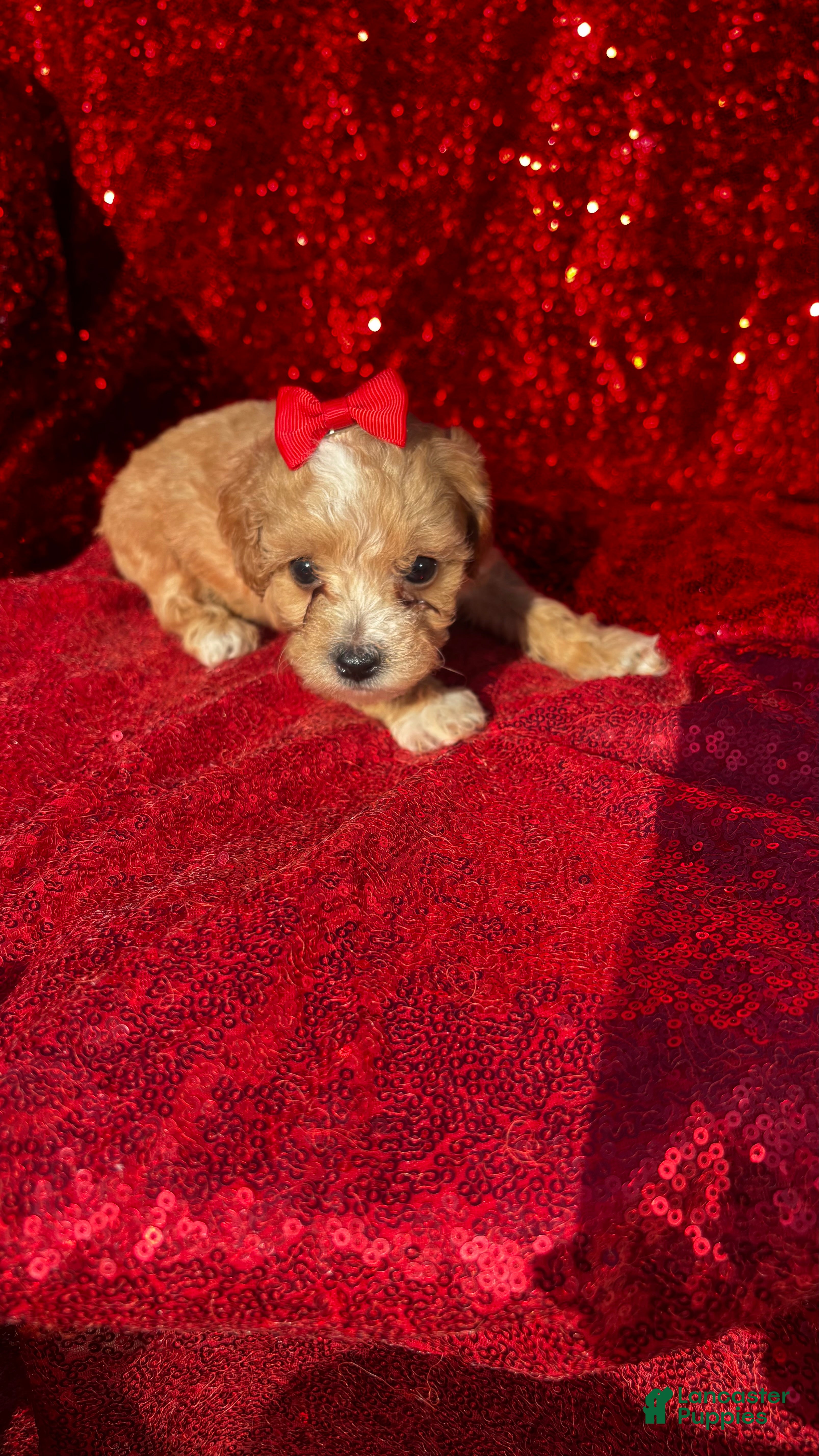 Toy Poodle dogs for sale: Toy Poodle 1 - Ad 1