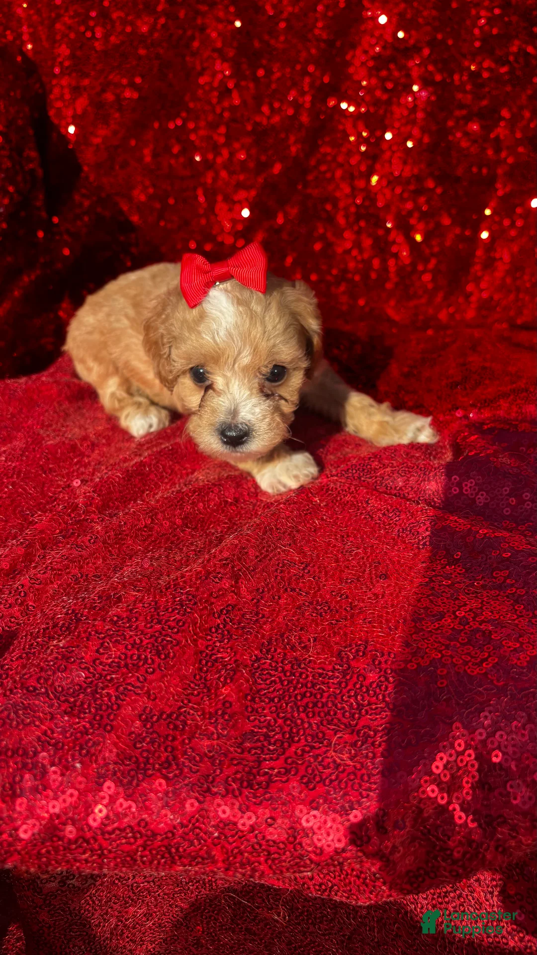 Toy Poodle dogs for sale: Toy Poodle 1 - Ad 1